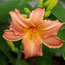 Hemerocallis Precious One